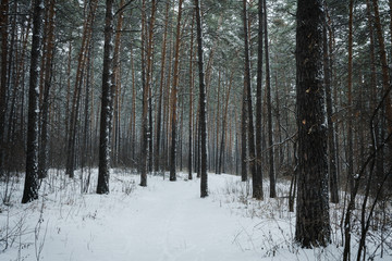 Beautiful winter in pine forest. Winter lanscape with heavy snowfall.