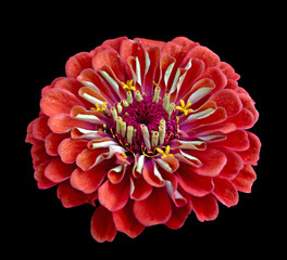 Beautiful red Zinnia isolated on a black background