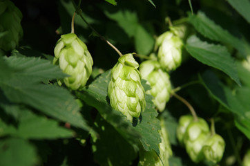 Wild green hops (Humulus lupulus) in a forest near Kyiv, Ukraine. Macro shot