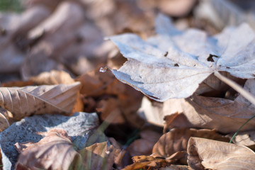 Selective focus on dry leaves on ground or lawn on autumn or fall season, use for wallpaper,backdrop or web design.