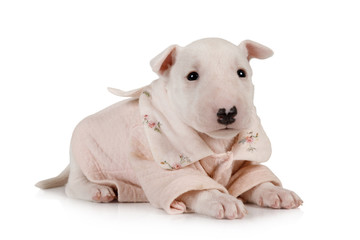 Adorable puppy Miniature Bull Terrier dressed in a jacket lying on a white
