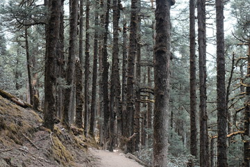 wild big tree in langtang himal trekking