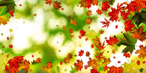 Fototapeta na wymiar Leaves seamless. Autumn leaves isolated. November falling pattern background. Season concept