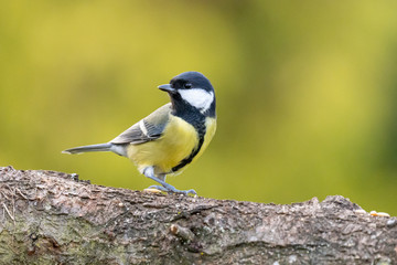 Obraz premium Kohlmeise