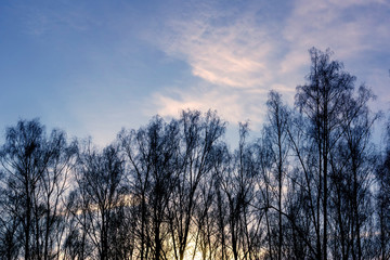 rays of the sun through the frozen autumn trees against the blue sky