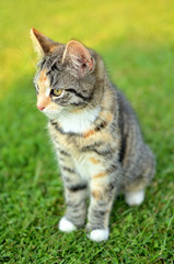 Naklejka na ściany i meble Tabby cat sitting on grass vertical photo