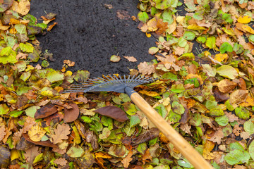 Laub Blätter Leafs mit Besen und Rechen im Garten Herbst zusammen kehren Autumn November Oktober