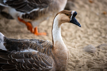 Portait of adult chinese goose on the farm