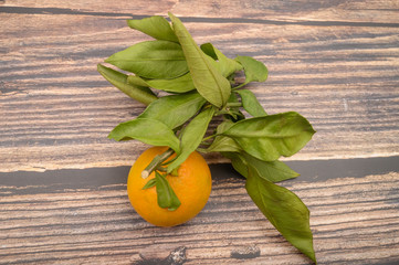 One yellow tangerine on a twig with green leaves on a wooden background. Autumn harvest. Modern agriculture. For a sweet treat.