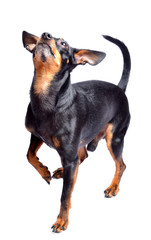 Prague ratter, miniature pinscher looking up - czech dog isolated on white background. Studio shot.