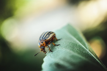 beetle