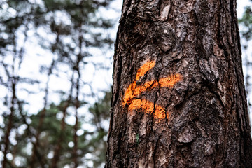 Fototapeta premium red orienteering arrow in the forest 