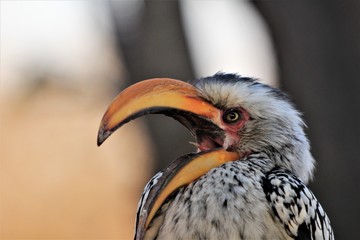 Closeup from a southern yellow-billed hornbill (Tockus leucomelas) in Namibia, Africa