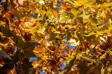 京都ぶらり、鷹峯あたりで紅葉黄葉カキ