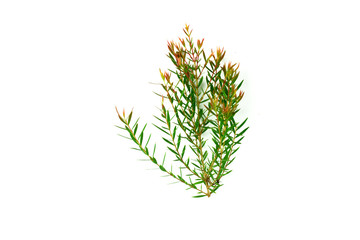 Green leaves isolated on white background.