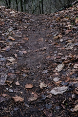 Autumn hiking trail in a forest 