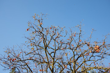 京都ぶらり、鷹峯あたりで紅葉黄葉カキ