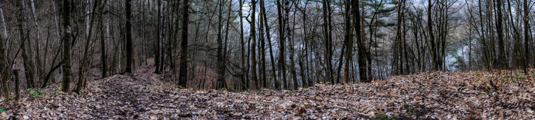 Forest panorama with a river view behind tress 