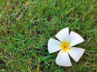 flower in garden