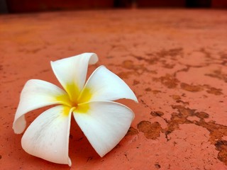 Fototapeta na wymiar frangipani flower on the beach