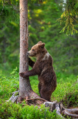 Fototapeta premium Brown bear stands near a tree in funny poses against the background of the forest. Summer. Finland.