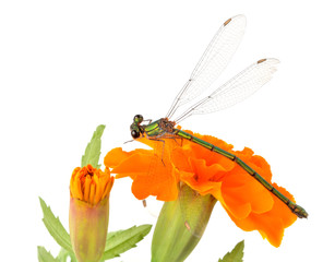 Dragonfly on orange blossom flower isolated on white background. Close-up photography.