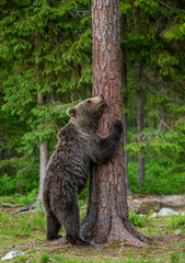 Brown bear stands near a tree in funny poses against the background of the forest. Summer. Finland.