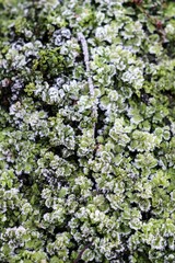 flowers in the garden