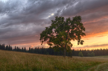 Obraz na płótnie Canvas Majestic tree in the middle of meadow at dark gray romantic sunset.