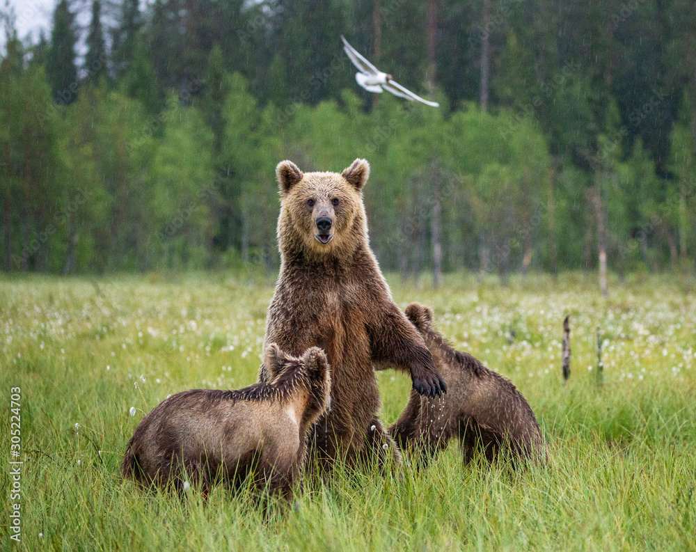 Poster She-bear with cubs in a forest glade. White Nights. Summer. Finland.