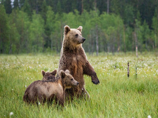 She-bear with cubs in a forest glade. White Nights. Summer. Finland.