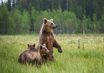 She-bear with cubs in a forest glade. White Nights. Summer. Finland.