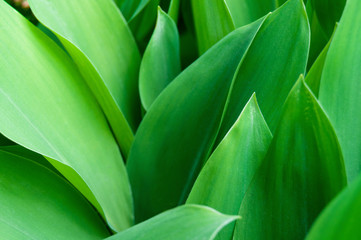 tulip leaves
