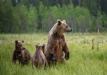 Obraz premium She-bear with cubs in a forest glade. White Nights. Summer. Finland.