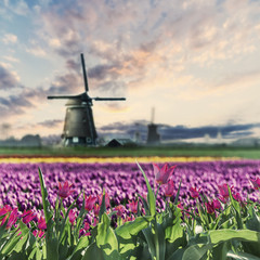 Landscape with Field of Tulip