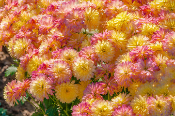 pink and yellow chrysanthemum bush in the garden, two colors