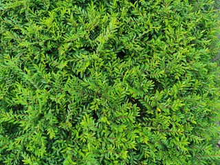 background of green leaves