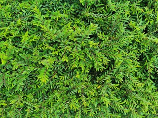background of green leaves