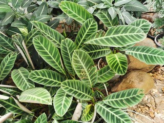 background of green leaves