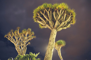 Gran Canaria  © Manuel