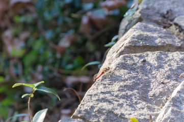 Dragonfly that stops at the stone wall.