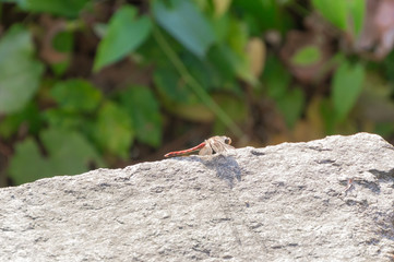 Dragonfly that stops at the stone wall.