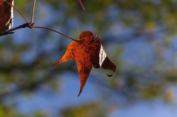 Autumn leaves at Hanahaku Memorial Park Tsurumi Ryokuchi Park.