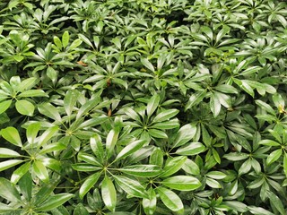 Fototapeta premium background of green leaves