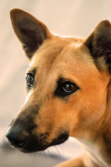 red dog mongrel looks, close-up, portrait, vertical photography