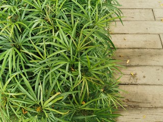 Background grass and wood floor and cement