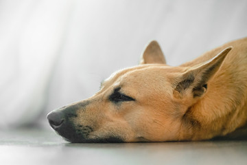 the dog is sleeping, the head and face with closed eyes closeup