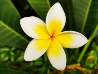 Fototapeta na wymiar beautiful flowers frangipani plumeria in the garden