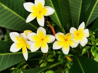 background of yellow flower