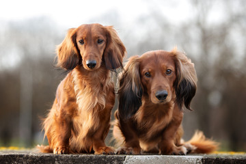 two curious dogs posing together outdoors